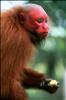 White Uakari Monkey